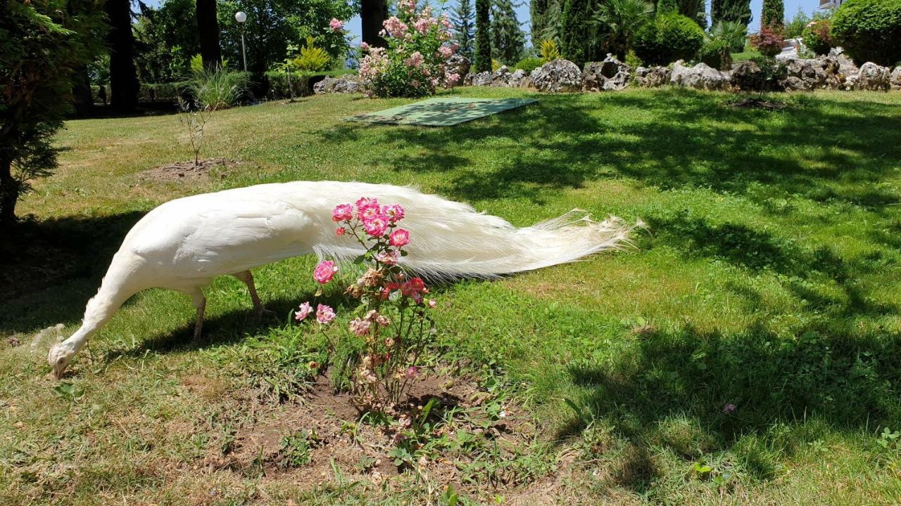 Dudanov Ohrid